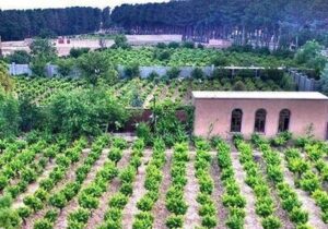 توزیع بیش از ۲۸ هزار تن کود کشاورزی در گیلان