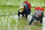توزیع ۷۷۰ میلیون مترمکعب آب سدسفیدرود برای شالیکاری