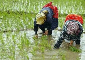 توزیع ۷۷۰ میلیون مترمکعب آب سدسفیدرود برای شالیکاری
