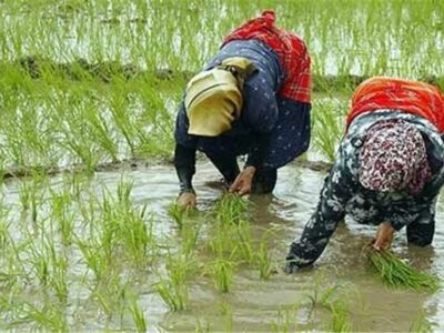 توزیع ۷۷۰ میلیون مترمکعب آب سدسفیدرود برای شالیکاری