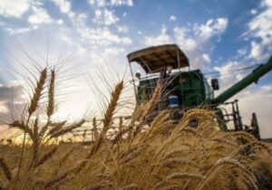 آغاز خرید تضمینی گندم در گیلان