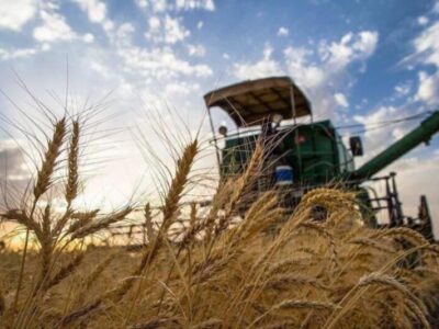 آغاز خرید تضمینی گندم در گیلان