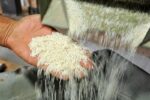 نرخ جدید تبدیل شلتوک به برنج گیلان اعلام شد