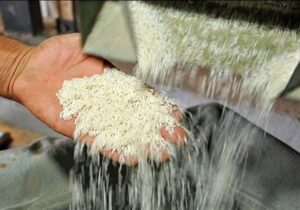 نرخ جدید تبدیل شلتوک به برنج گیلان اعلام شد