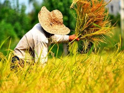 برداشت ۳۵ درصد شالیزار‌های گیلان